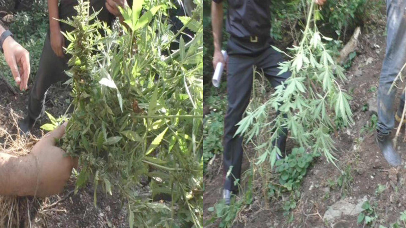 Maltada itlər üçün teatr yaradılıb