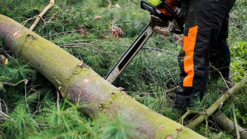 Bakıda qanunsuz ağackəsmə ilə bağlı cinayət işləri başladılıb