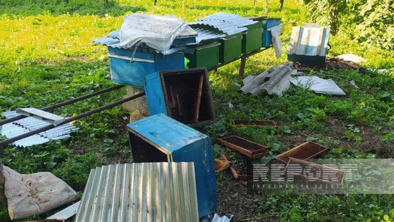 Göygöldə ayılar kəndlərə hücum edib, bir neçə pətək dağıdılıb - FOTO