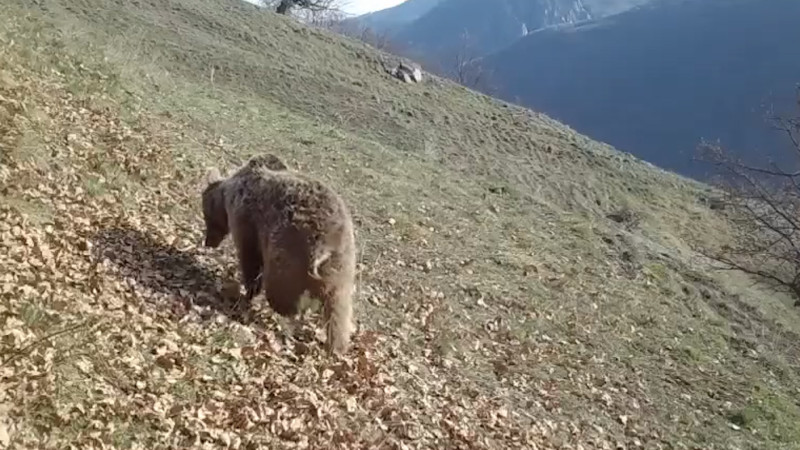 Hikmət Hacıyev heyvanların da erməni minalarının qurbanlarına çevrildiyini bildirib - VİDEO