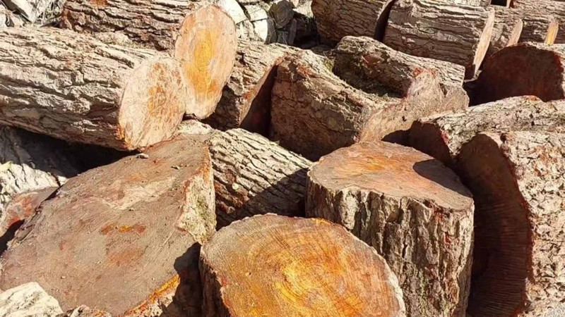 Lerikdə qanunsuz əldə edilmiş meşə materialı aşkarlanıb