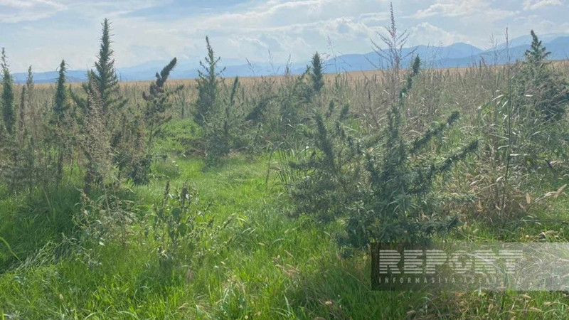 İşğaldan azad edilmiş ərazidə narkotik plantasiyaları və avtomatlar tapılıb