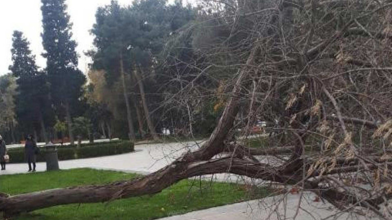 Güclü külək nəticəsində Bakıda 13 ağac sınıb