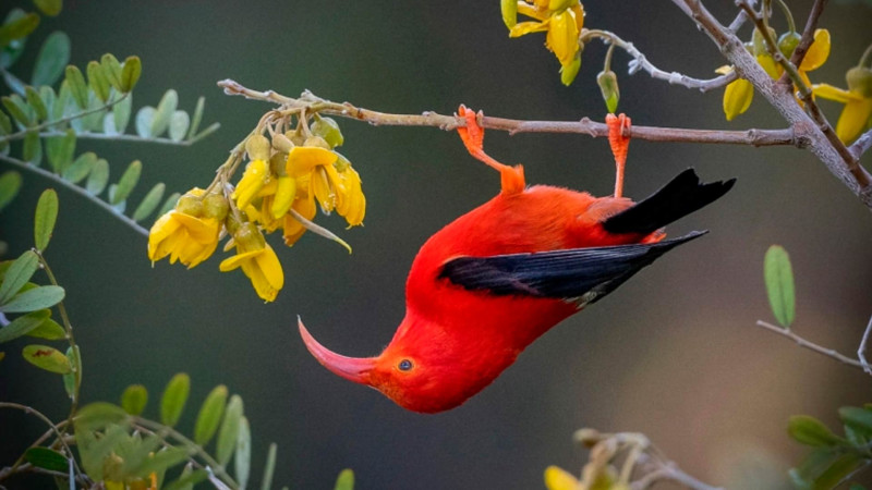 2023-cü ilin ən yaxşı vəhşi təbiət şəkilləri təqdim olunub - FOTO