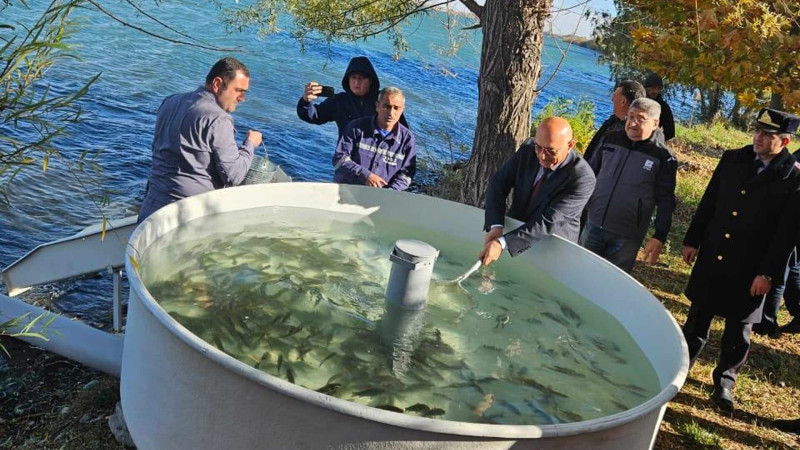 Şəmkir su anbarına 200 mindən çox balıq körpəsi buraxılıb