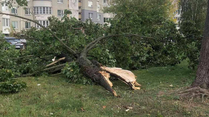 Güclü külək nəticəsində Bakıda 27 ağac sınıb