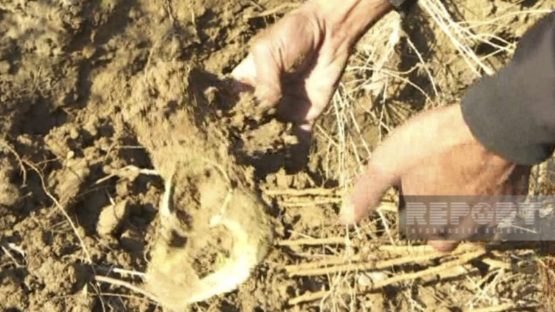Hacıqabulda insana aid sümüklər tapılıb