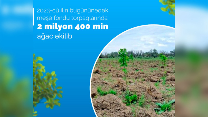 Bu il meşə fondu torpaqlarında 2 milyon 400 min ağac əkilib