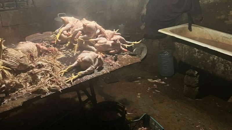 Masallıda toyuq kəsim sexi bağlanıb