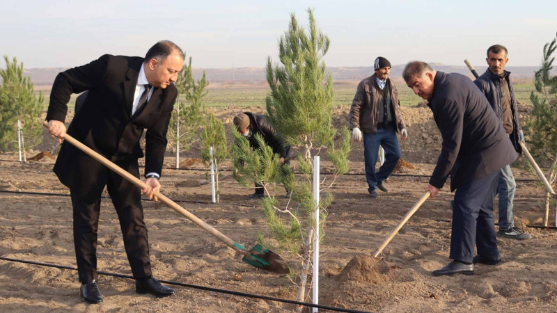 Samuxda “Heydər Əliyev ili” çərçivəsində ağacəkmə aksiyası keçirilib