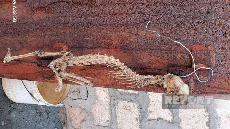 Tərtərdə naməlum heyvan skeleti tapılıb