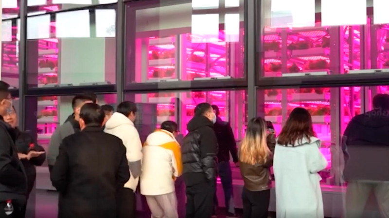 Çində 20 mərtəbəli tərəvəz ferması açılıb