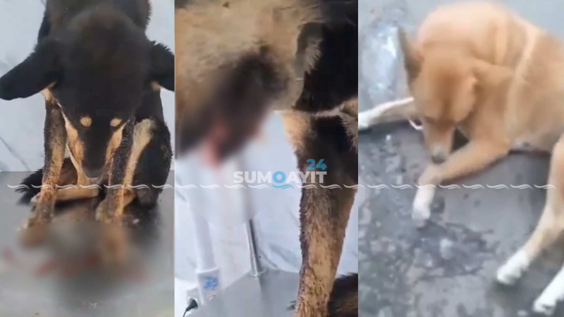 Sumqayıtda heyvansevərlər həyəcan təbili çalırlar - FOTO