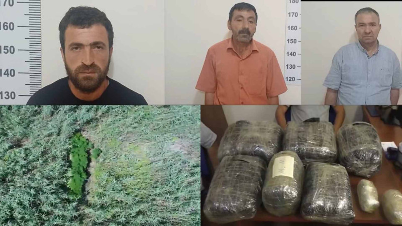 Yevlaxda çətənə bitkisi yetişdirən şəxslər tutulublar
