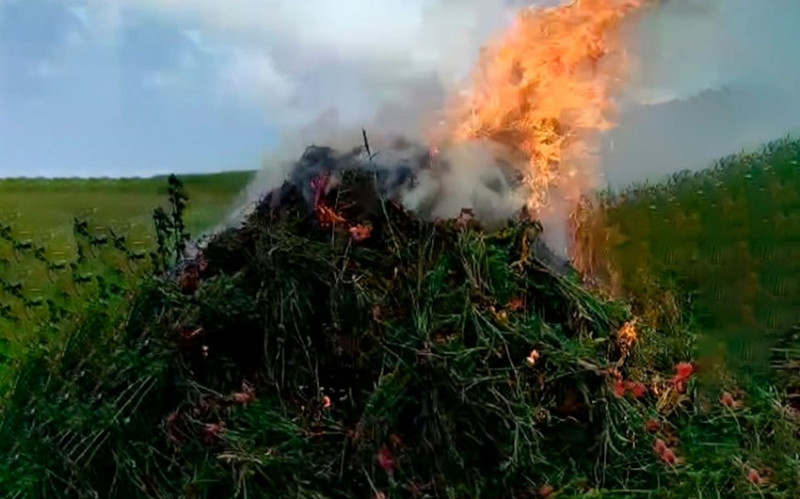 DİN: Lerikdə 4 tondan çox xaş-xaş kolu məhv edilib