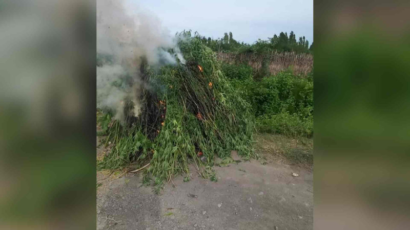 Ağdaş, Zaqatala və Qaxda 8 ton çətənə kolu yandırılaraq məhv edilib