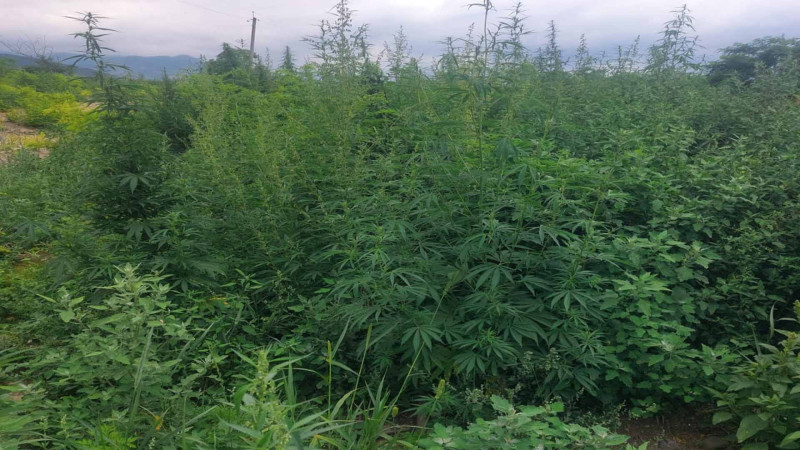 Xocalıda yabanı halda bitən 3958 kq çətənə bitkisi məhv edilib