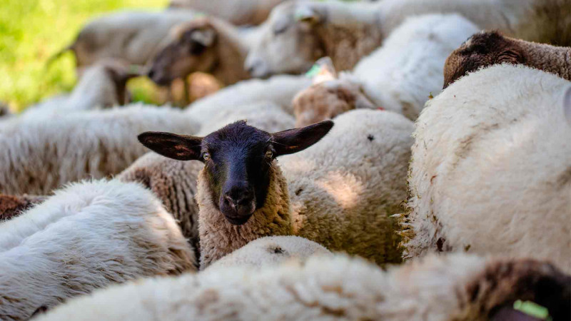 Qurban bayramında “cibə uyğun” qurbanlıq qiymətləri