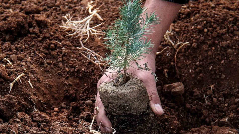 Türkiyə Azərbaycana 100 min ədəd ağac tingi göndərib, Qarabağ və Bakıda əkiləcək