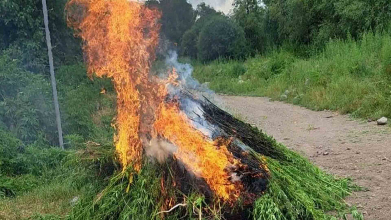 Naxçıvanda 40 tona yaxın yabanı çətənə məhv edilib