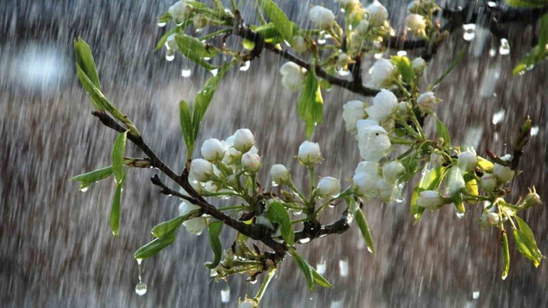 Hava proqnozu: Sabah 36° isti olacaq