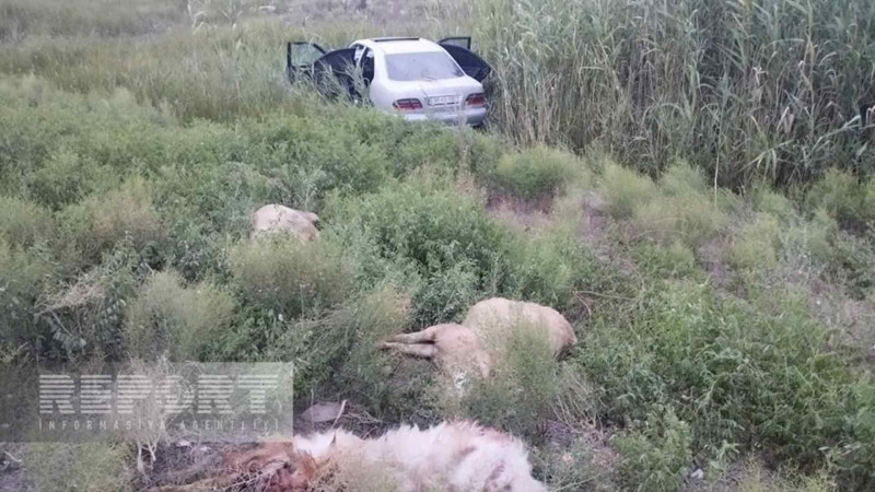Kürdəmirdə yol qəzasında yaralanan çoban xəstəxanada ölüb