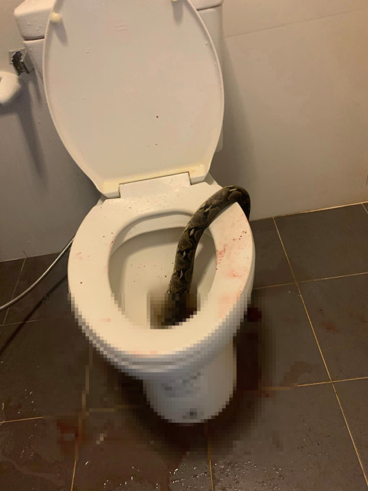 Taylandda tualetdə oturan şəxsə piton hücum edib