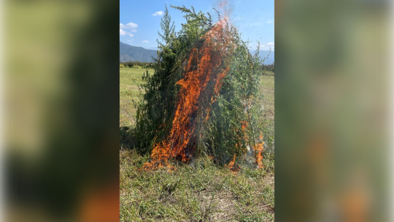 Zaqatalada 4 tona yaxın çətənə kolu məhv edilib