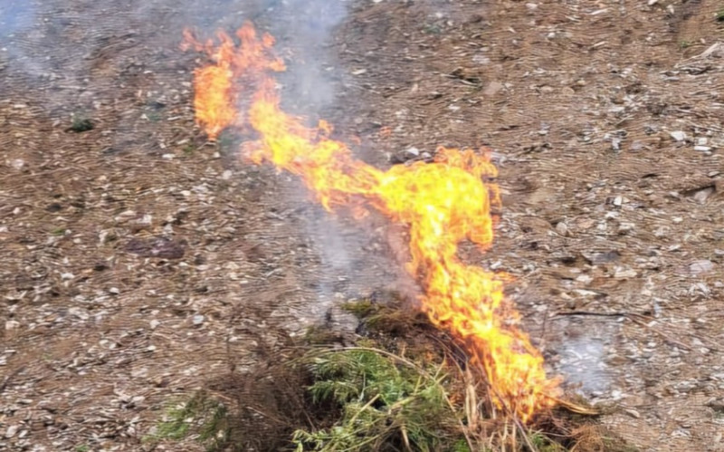 Laçında yabanı halda bitən 1 tondan artıq çətənə kolu məhv edilib