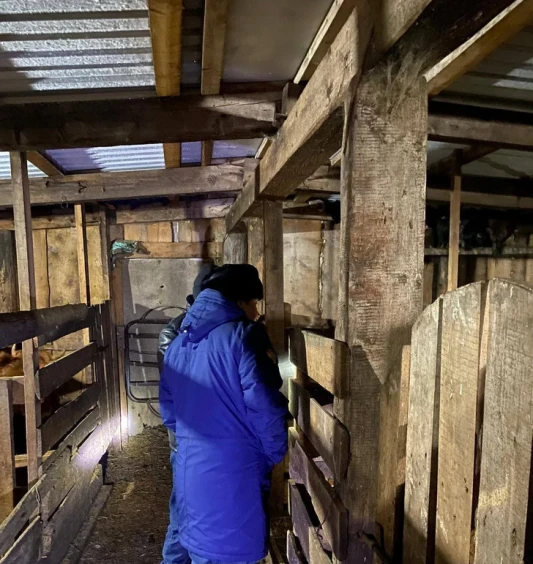 Rusiyada donuzlar məktəbli qızı parçalayaraq öldürdü