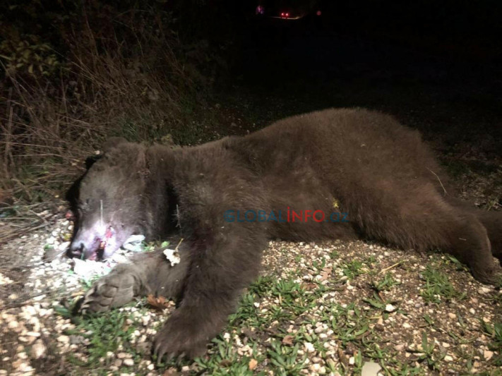 Laçında ayı bir nəfəri yaraladı, hərbçilər köməyə gəldi - FOTO
