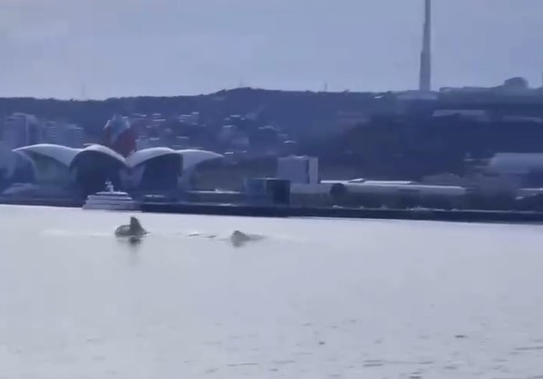 Xəzər dənizində görüntülənən nəhəng canlı nədir? - FOTO