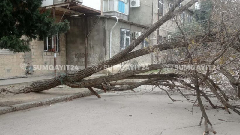 Sumqayıtda hansı növ ağac əkilməlidir ki, külək olan kimi aşmasın? – AÇIQLAMA