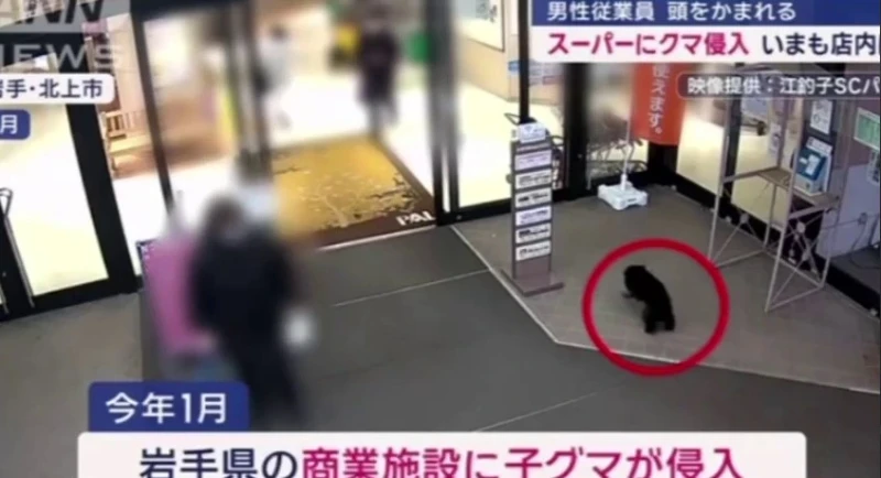 Ayı marketə girib işçini YARALADI - VİDEO