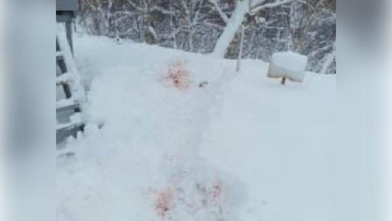 Rusiyada ayı vəzifəli şəxsi parçalayıb