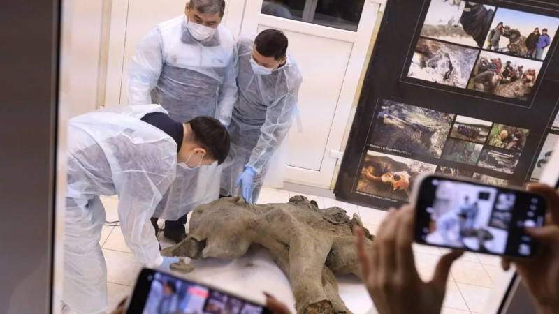 Rusiyada mamont qalığı aşkarlanıb