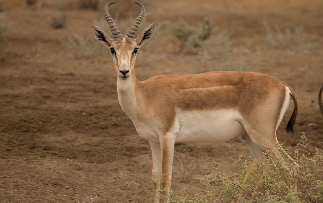 “Qırmızı kitab”a düşən ceyranı bişirib uşaqları ilə yedi