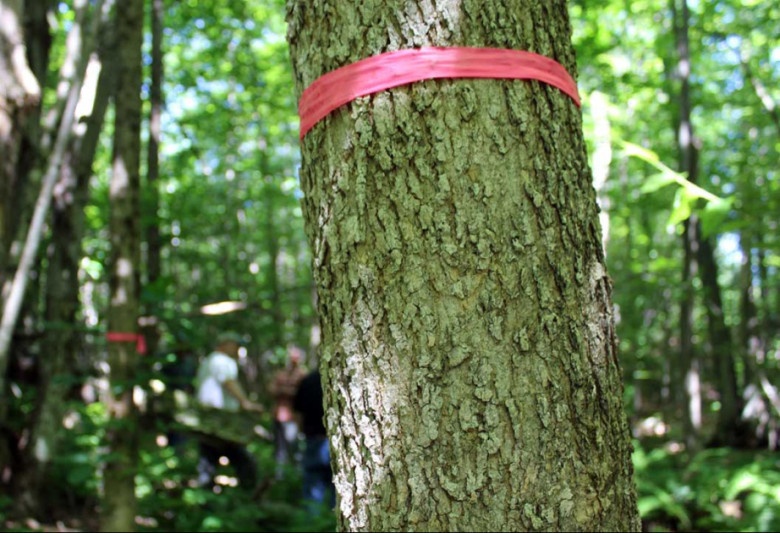 FHN: Şabranda meşədə itən şəxs tapılıb