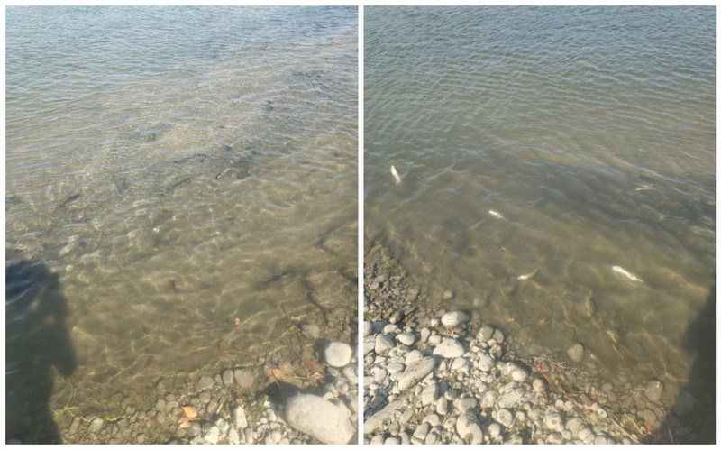 Kürdə balıq və digər su bioloji resurslarının məhv olması faktı ilə bağlı araşdırma aparılır