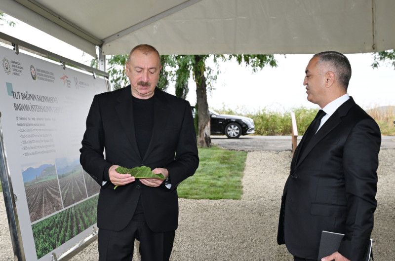 Prezident İlham Əliyev Xocalının Daşbulaq kəndində tut bağında görülmüş işlərlə tanış olub