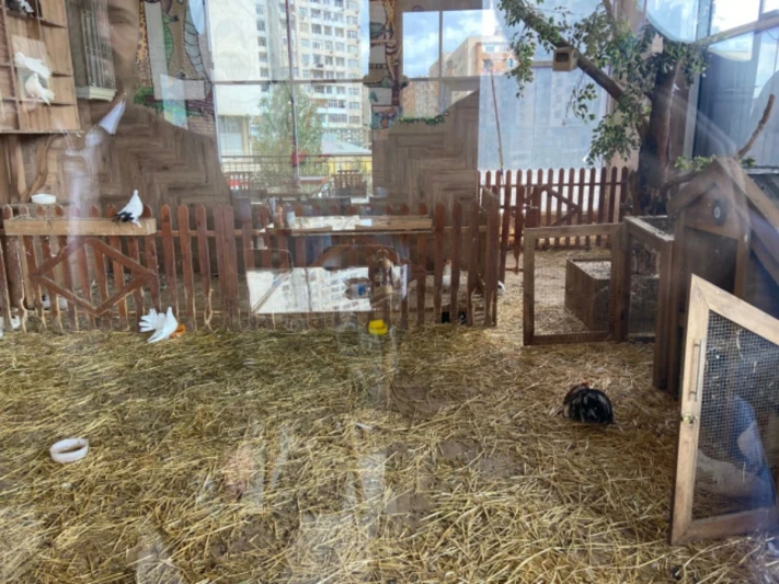 “Kolorit” restoranında heyvanların qanunsuz saxlanıldığı aşkar olunub