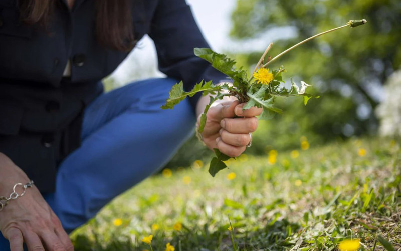 Ərini öldürüb basdırdığı yerdə güllər əkibmiş...