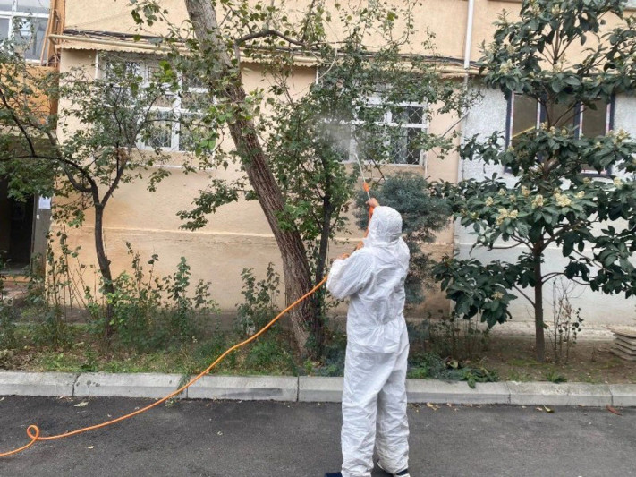 Bakının bəzi hissələrində tut ağaclarını qurd basıb