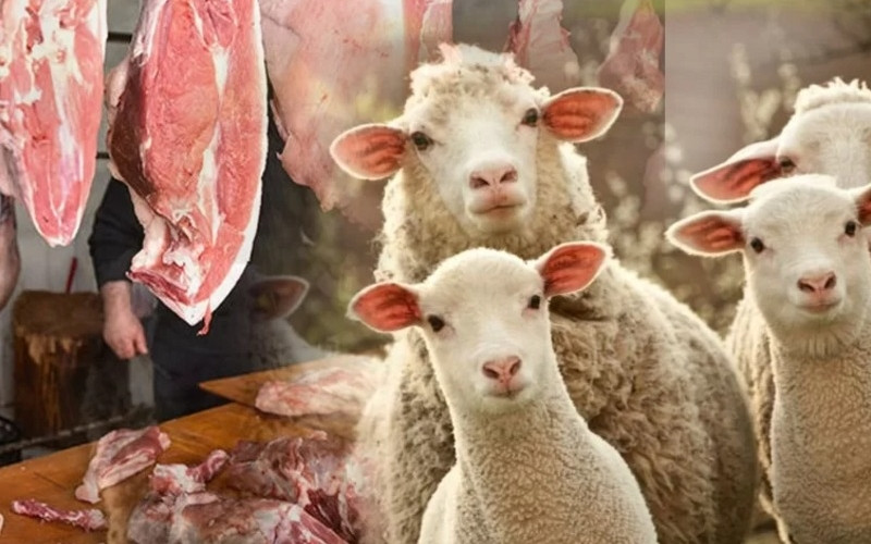 Monqolustandan gətirilən qoyun əti HARAMDIR? - AÇIQLANDI
