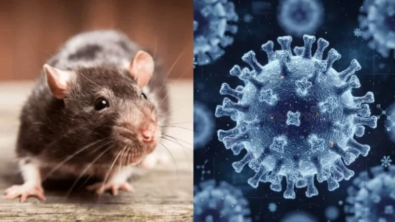 Hantavirus alovlanmasından sonra laynerin sərnişinləri dünyaya səpələnir - bu, pandemiyanın başlanğıcı ola bilərmi?