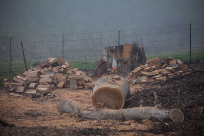 Bakıda ağacları kəsən 2 şirkət cəzalandırılıb