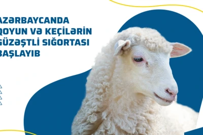Azərbaycan İnvestisiya Şirkəti tərəfindən 62 yeni investisiya layihəsinə baxılıb