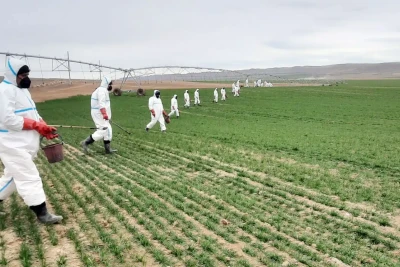 Payızlıq əkinlərdə zərərli orqanizmlərə qarşı mübarizə aparılır