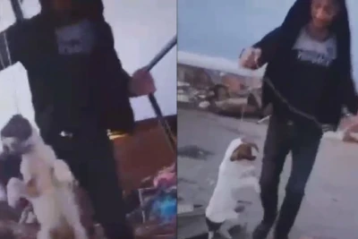 Gənc oğlan itə işgəncə verib