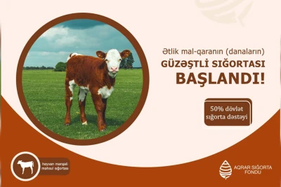Azərbaycanda danaların sığortası başlayıb